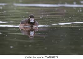 Attēlu rezultāti vaicājumam “Aythya fuligula”