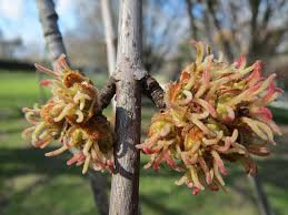 Attēlu rezultāti vaicājumam “Acer saccharinum flower”