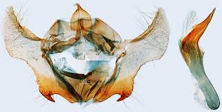 Attēlu rezultāti vaicājumam “Cochylis dubitana”