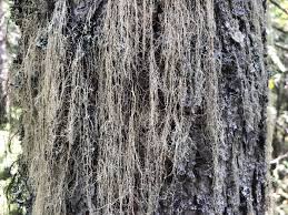 Attēlu rezultāti vaicājumam “Ramalina thrausta”