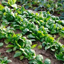 Image result for Spinat