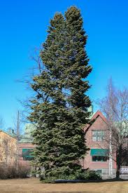 Attēlu rezultāti vaicājumam “Abies sibirica”