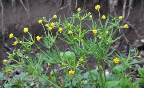 Attēlu rezultāti vaicājumam “Ranunculus cassubicus”