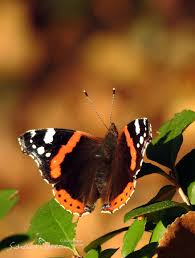Attēlu rezultāti vaicājumam “Vanessa atalanta upperside”