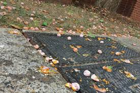 Attēlu rezultāti vaicājumam “Ginkgo biloba fruit”