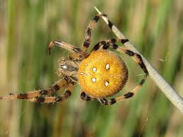 Attēlu rezultāti vaicājumam “Araneus quadratus”