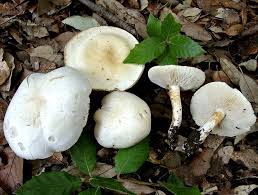 Attēlu rezultāti vaicājumam “Tricholoma album”