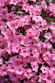 Image result for Phlox paniculata `Sweet Summer`