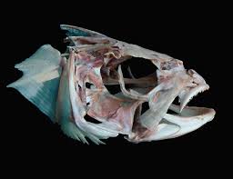 Image result for Dicentrarchus labrax