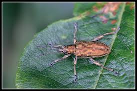 Attēlu rezultāti vaicājumam “Donacia”