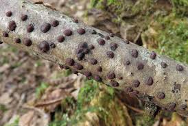 Attēlu rezultāti vaicājumam “Octospora splachnophila spores”