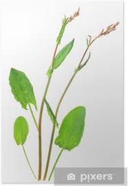 Image result for Sauerampfer