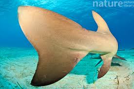 Image result for Negaprion brevirostris