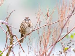 Attēlu rezultāti vaicājumam “Physarum alexandrowiczii”