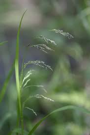 Attēlu rezultāti vaicājumam “Glyceria lithuanica”