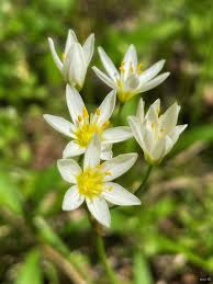 Attēlu rezultāti vaicājumam “Liliaceae”