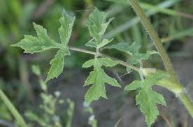 Attēlu rezultāti vaicājumam “Heracleum sphondylium subsp. sibiricum fruit”