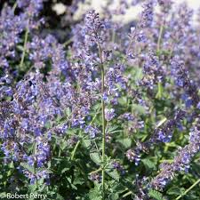 Attēlu rezultāti vaicājumam “Nepeta x faassenii leaf”