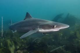 Image result for Styracura pacifica