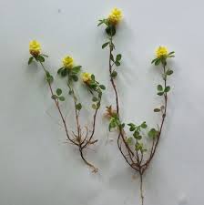 Attēlu rezultāti vaicājumam “Trifolium dubium bud”