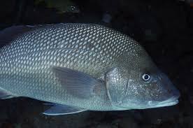 Image result for Haemulon album