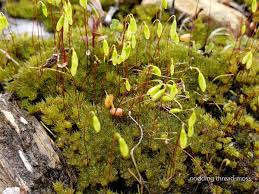 Attēlu rezultāti vaicājumam “Pohlia nutans”