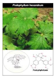 Attēlu rezultāti vaicājumam “Podophyllum hexandrum”