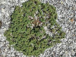 Attēlu rezultāti vaicājumam “Scleranthus annuus”