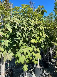 Attēlu rezultāti vaicājumam “Aesculus flava”