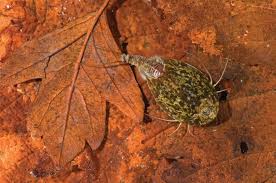 Attēlu rezultāti vaicājumam “Hylecoetus dermestoides female”