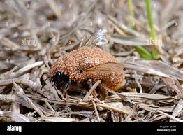 Attēlu rezultāti vaicājumam “Acari”