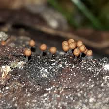 Attēlu rezultāti vaicājumam “Trichia ambigua stalked”