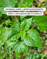 Attēlu rezultāti vaicājumam “Urticaceae”
