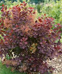 Attēlu rezultāti vaicājumam “Cotinus coggygria flower”