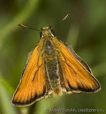 Attēlu rezultāti vaicājumam “Thymelicus sylvestris underside”