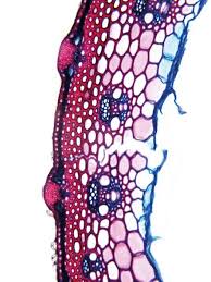 Attēlu rezultāti vaicājumam “Calamagrostis arundinacea leaf”