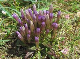 Attēlu rezultāti vaicājumam “Gentianella amarella”