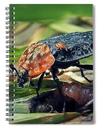 Attēlu rezultāti vaicājumam “Oiceoptoma thoracicum”