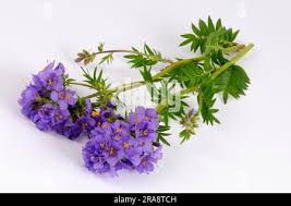 Attēlu rezultāti vaicājumam “Polemonium caeruleum bud”