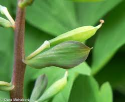 Attēlu rezultāti vaicājumam “Corydalis cava fruit”