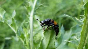 Attēlu rezultāti vaicājumam “Nicrophorus vespilloides”