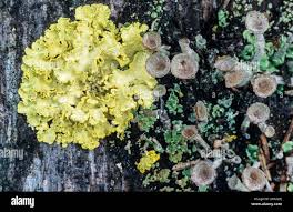 Attēlu rezultāti vaicājumam “Vulpicida pinastri”