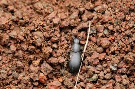 Attēlu rezultāti vaicājumam “Blaps mortisaga”