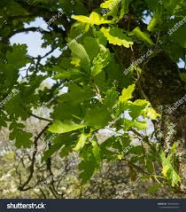 Attēlu rezultāti vaicājumam “Quercus robur Fastigiata leaf”