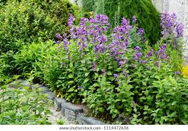 Attēlu rezultāti vaicājumam “Campanula latifolia”