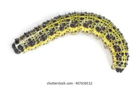 Attēlu rezultāti vaicājumam “Pieris brassicae larva”