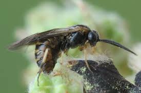 Attēlu rezultāti vaicājumam “Pristiphora maesta”