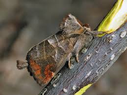 Attēlu rezultāti vaicājumam “Clostera pigra”