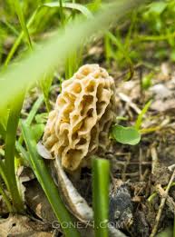 Attēlu rezultāti vaicājumam “Morchella esculenta”