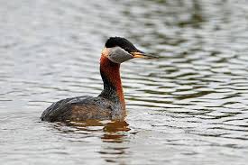 Attēlu rezultāti vaicājumam “Podiceps grisegena”